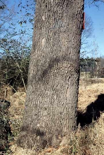 {Platanus occidentalis}